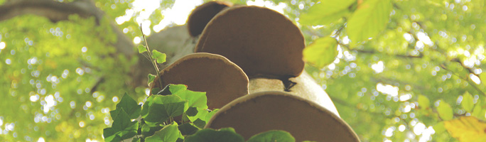 Fruška gora - gljive