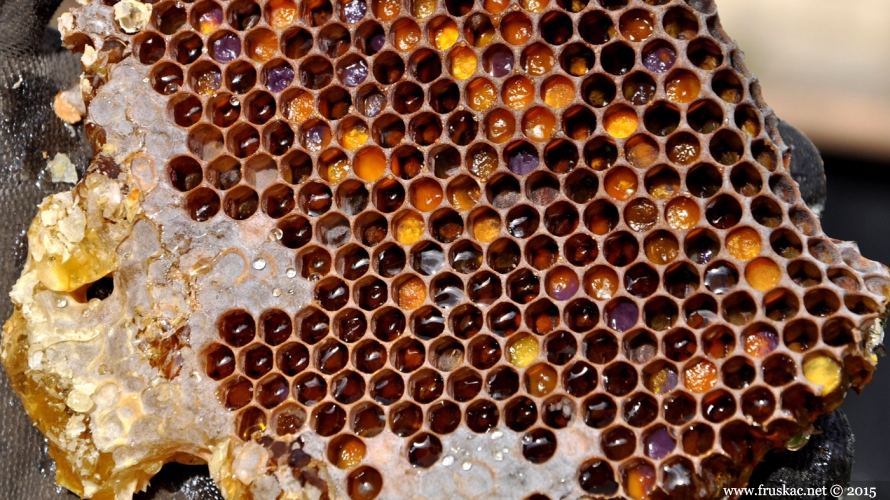 Life - Kad zazuje pčelinji orkestri: fruškogorski lipov med