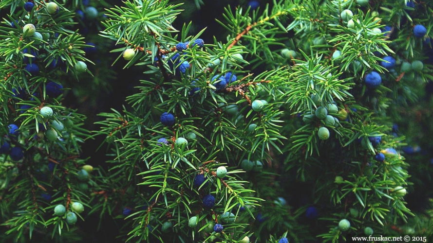 Plants - Kleka – Juniperus communis