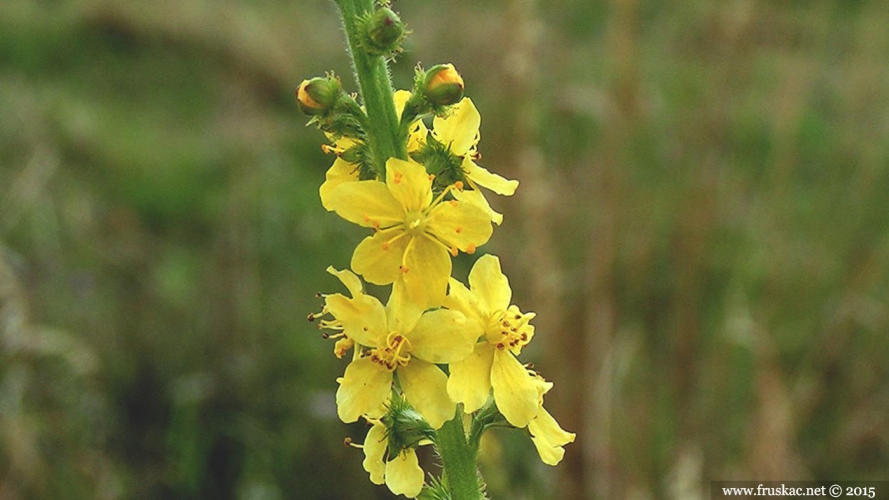 Plants - Petrovac – Agrimonia eupatoria