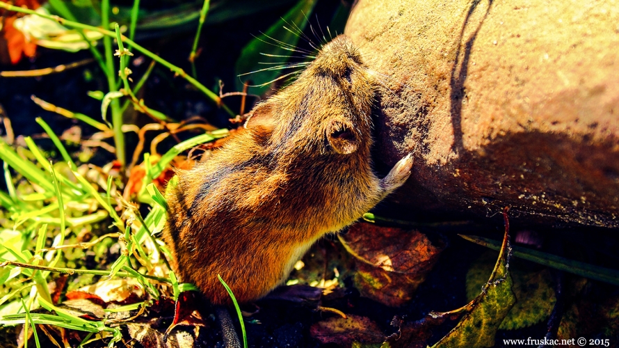Animals - Prugasti poljski miš - Apodemus agrarius