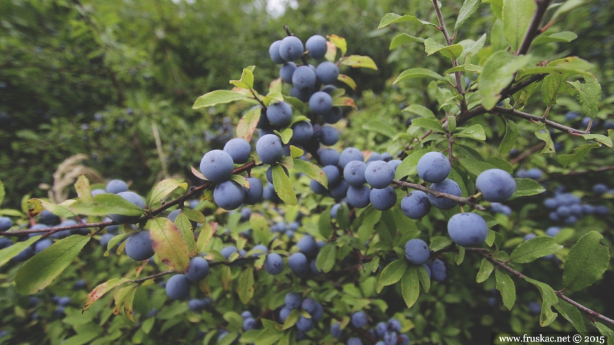 Plants - Trnjina – Prunus spinosa