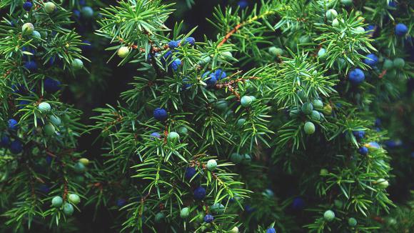 Kleka – Juniperus communis