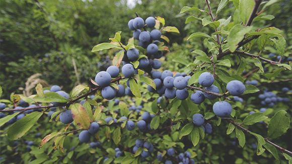 Trnjina – Prunus spinosa